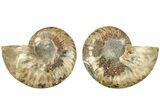 Cut & Polished, Agatized Ammonite Fossil - Madagascar #206757-1